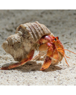 Hermit Crab