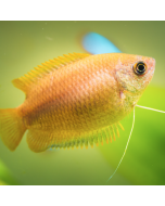 Dwarf Honey Gourami