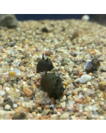 Horned Nerite Snail