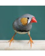 Zebra Finch