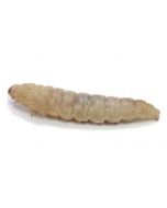 Waxworms (50 Pack)