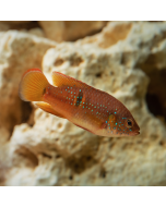 Jewel Cichlid ~2.5"