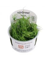 Tropica 1-2 Grow! Juncus repens