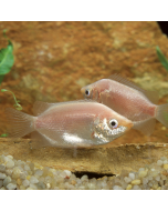 Kissing Gourami