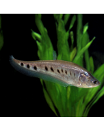 Clown Knifefish