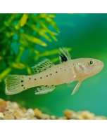 Brackish Knight Goby