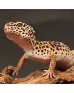 Leopard Gecko