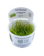 Tropica 1-2 Grow! Leptodictyum riparium