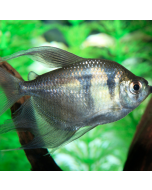 Black Skirt Tetra - Longfin