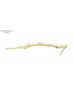 Tropica Manzanita Wood 36" -Large