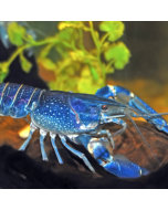 Marble Blue & White Crayfish