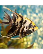 Gold Marble Angelfish ~1.5"