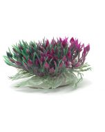 Marina Betta Purple Hearts Shrub