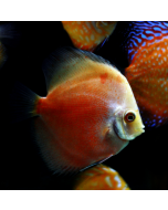 Red Marlboro Discus ~2.5"