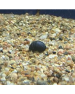 Military Helmet Nerite Snail