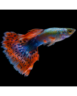 Guppy - Red Mosaic Male