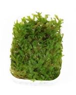 Tropica Moss Portions