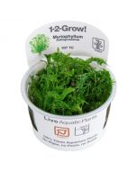 Tropica 1-2 Grow! Myriophyllum mattogrossense