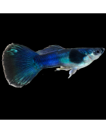 Guppy - Neon Blue Male