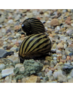 Zebra Nerite Snail