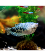 Opaline Gourami