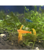 Amano Shrimp