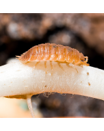 Isopod Culture - Orange (P.  scaber)