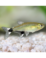 Panda Tetra