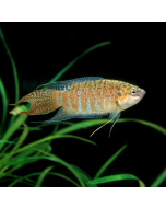 Paradise Gourami