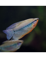 Pearl Gourami