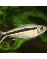 Penguin Tetra