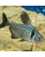 Black Phantom Tetra