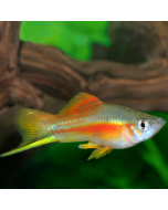 Pineapple Swordtail