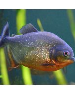 Red Belly Piranha