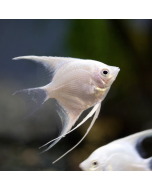 Platinum Angelfish ~1.5"