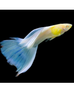 Guppy - Platinum Male