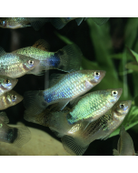 Rainbow Platy