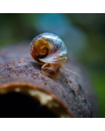 Ramshorn Snail