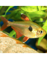 Red Phantom Tetra