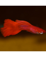 Guppy - Red Chili Male