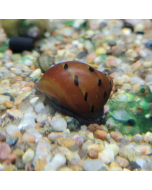 Red Onion Nerite Snail