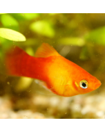 Red Platy