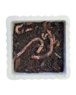 Live Red Worms 24 Pack (Trout Worms)