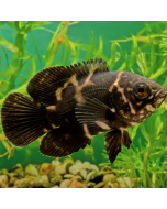 Tiger Barb