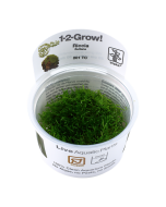 Tropica 1-2 Grow! Riccia fluitans