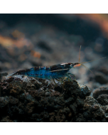 Rili Carbon Shrimp