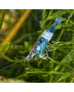 Rili Blue Shrimp