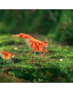 Rili Red Shrimp