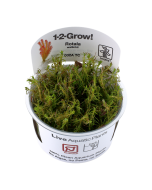 Tropica 1-2 Grow! Rotala wallichii