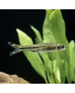 Tiger Barb